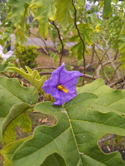 Solanum wrightii