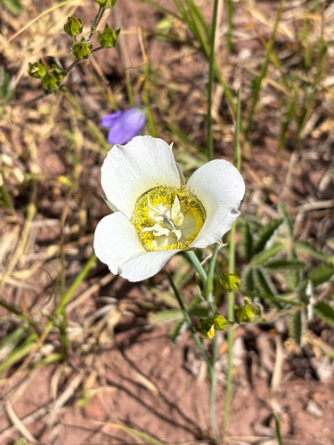 Calochortus gunnisonii, photograph 6
