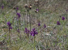 Anacamptis morio caucasica