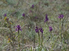 Anacamptis morio caucasica