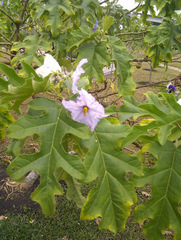 Solanum wrightii