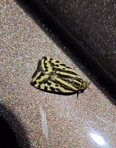 Spotted Sulphur