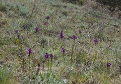 Anacamptis morio caucasica