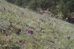 Anacamptis morio caucasica