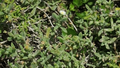 Delosperma patersoniae