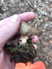 Clitocybe albirhiza