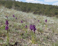 Anacamptis morio caucasica