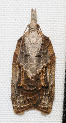 Platynota idaeusalis