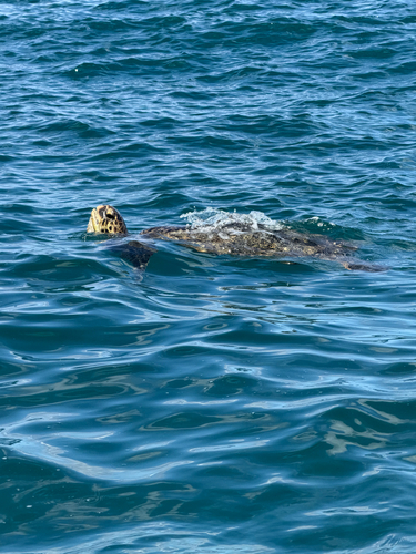 Green Sea Turtle observed by rryanbbrown