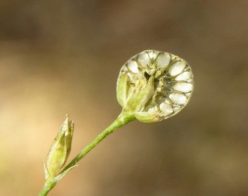 Limeum fenestratum var. fenestratum image