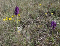 Anacamptis morio caucasica
