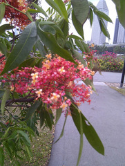 Saraca indica