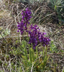 Anacamptis morio caucasica