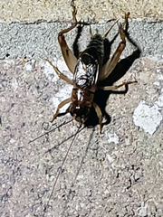 Anurogryllus arboreus