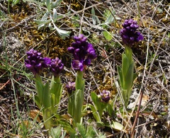 Anacamptis morio caucasica