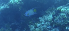 Queen angelfish