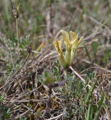 Astragalus glaucus