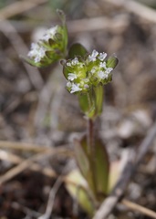 Valerianella carinata
