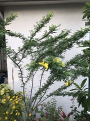 Senna polyphylla