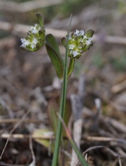 Valerianella carinata
