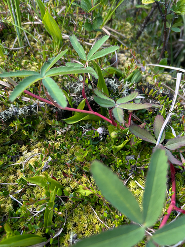 marsh cinquefoil