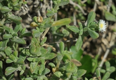 Delosperma patersoniae