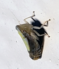 Scaphytopius elegans