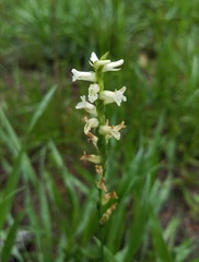 Spiranthes praecox