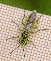 Rhogogaster chlorosoma