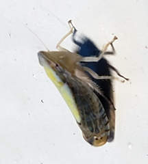 Scaphytopius elegans