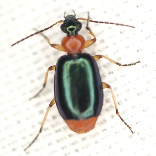 Lebia abdominalis