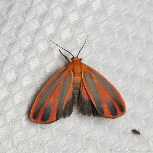 Scarlet-winged Lichen Moth photo 5