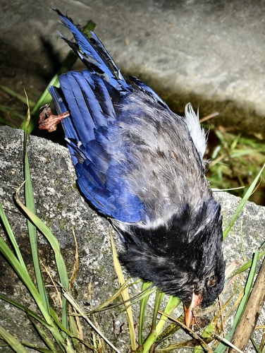 Red-billed Blue-Magpie