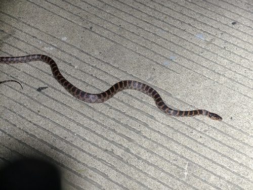 Red-banded Snake