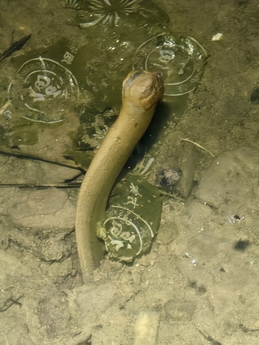 Asian Swamp Eel