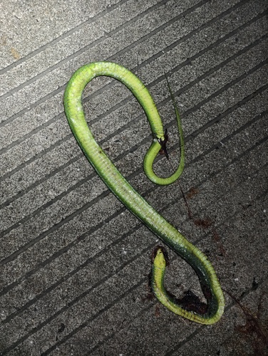 Chinese Green Snake