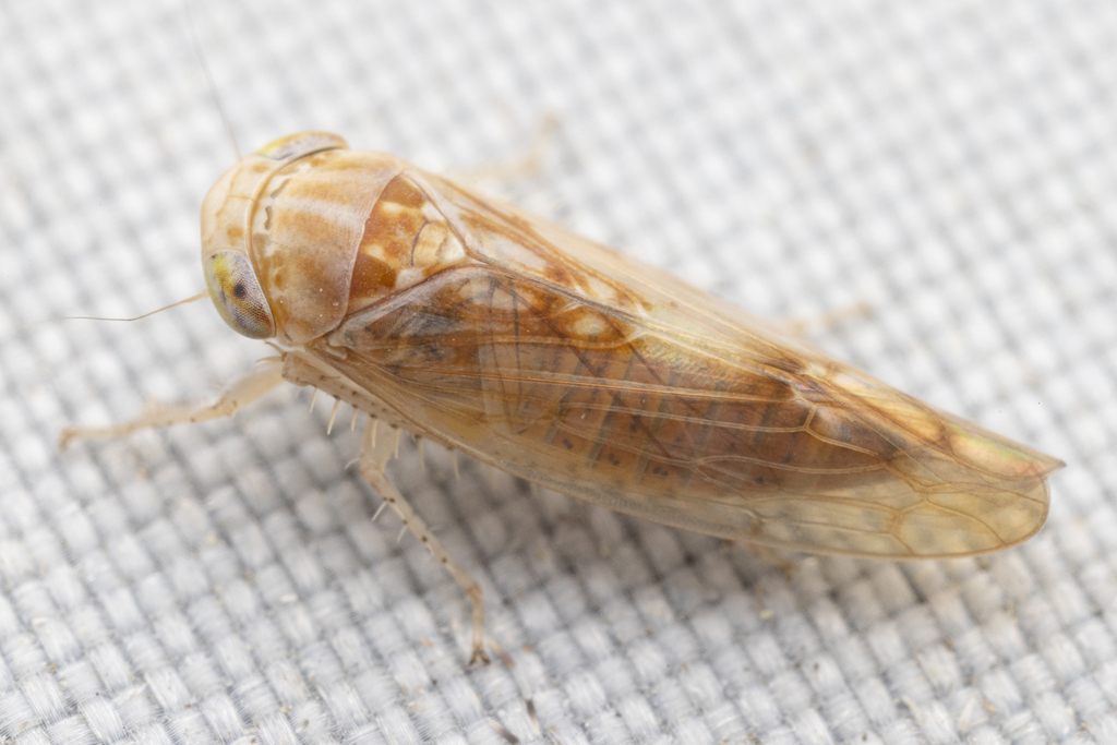 Eutettix grandis