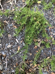 Myoporum parvifolium