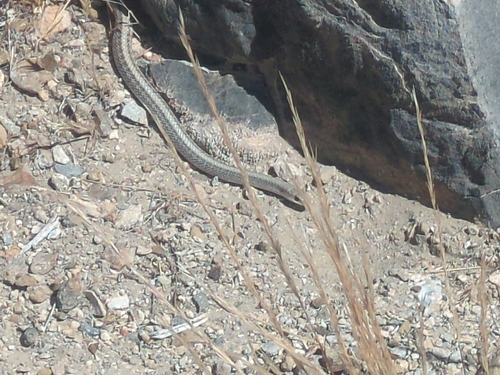 iNaturalist observation photo of Mojave Patchnose Snake