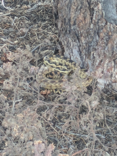 iNaturalist observation photo of Gopher Snake