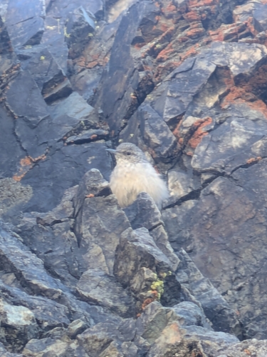 iNaturalist observation photo of Rock Wren