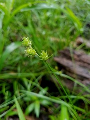 Carex reniformis