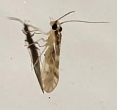Valenzuela subflavus