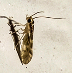 Valenzuela subflavus
