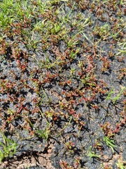 Crassula solieri