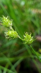 Carex reniformis