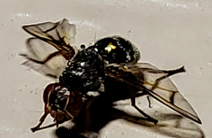 Senopterina caerulescens