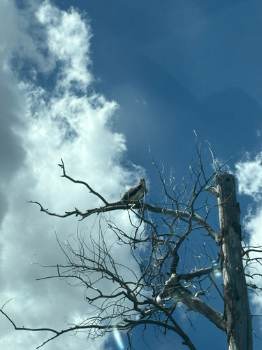 Osprey
