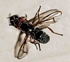 Senopterina caerulescens