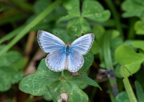 Pale Grass Blue in the wild — India wildlife